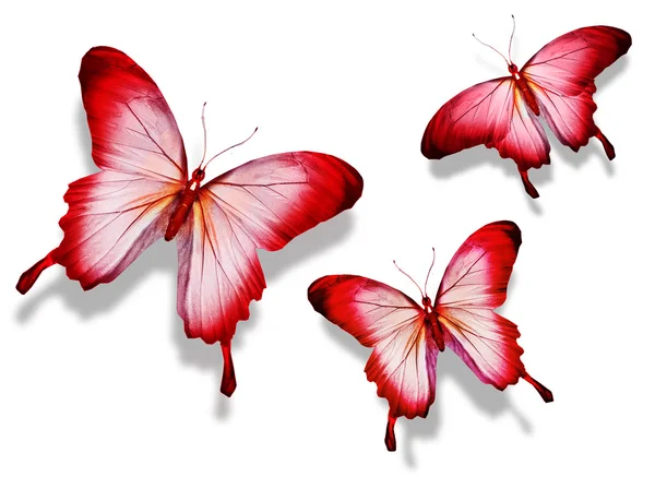 Drei rote Schmetterlinge, isoliert auf weißem Hintergrund — Stockfoto