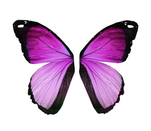Papillon Morpho violet, isolé sur blanc — Photo