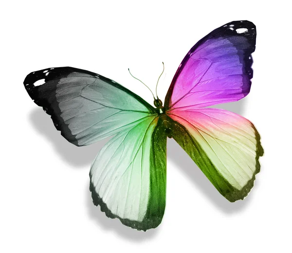 Kolor motyl na białym tle — Zdjęcie stockowe