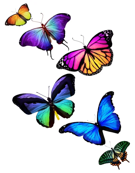 Many different butterflies flying, isolated on white background — Stock Photo, Image