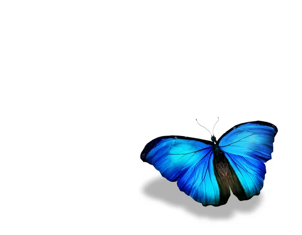 Kék pillangó, elszigetelt fehér background — Stock Fotó