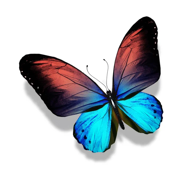 Цвет бабочки, изолированные на белом — стоковое фото
