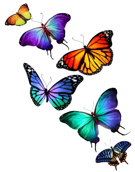 Many different butterflies flying, isolated on white background — Stock Photo, Image