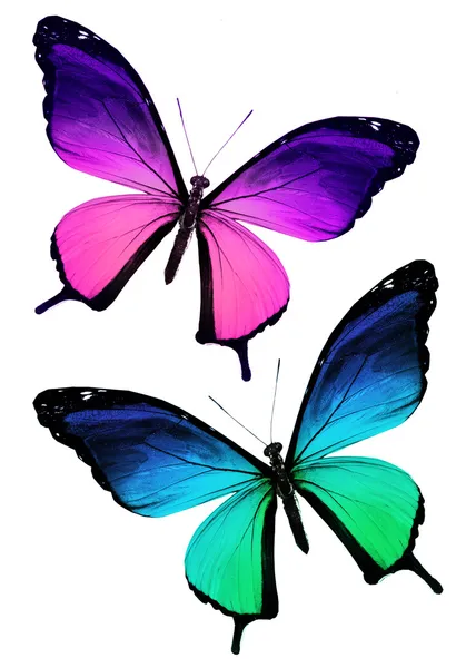 화이트 두 컬러 나비 — 스톡 사진