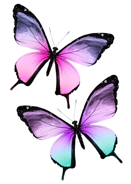 白の 2 色の蝶 — ストック写真