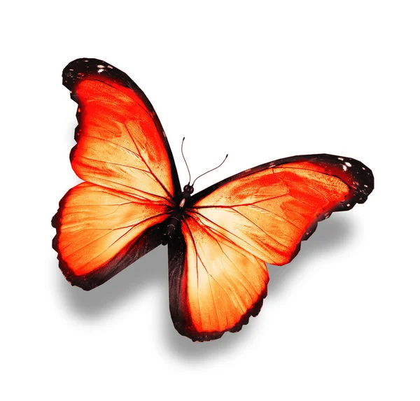 白で隔離され、オレンジ色の明るい蝶 — ストック写真