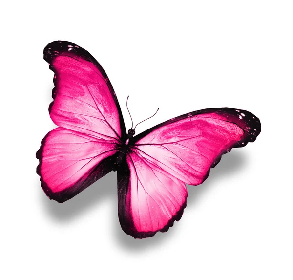 Розовая яркая бабочка, изолированная на белом — стоковое фото