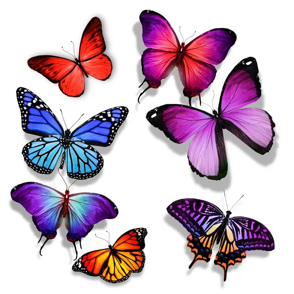 De nombreux papillons différents volent, isolés sur fond blanc — Photo