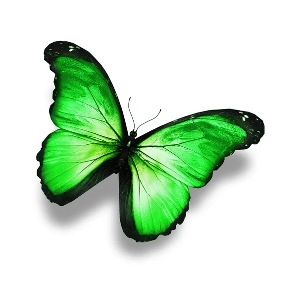 Green bright butterfly, isolated on white — Stock Photo, Image