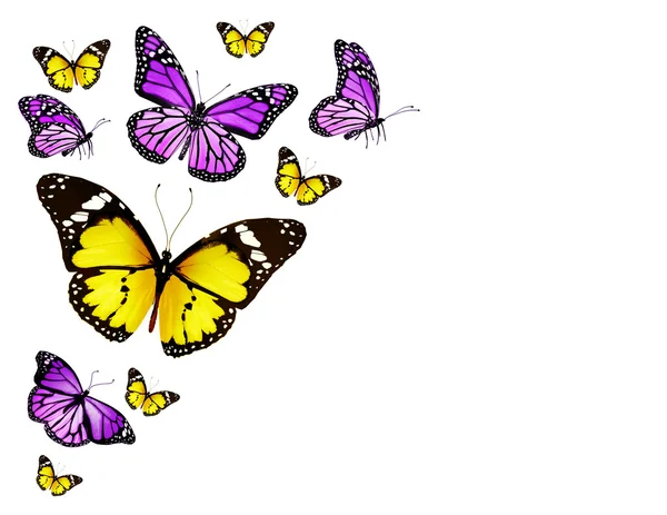 Amarelo violeta diferentes borboletas voando, isolado no fundo branco — Fotografia de Stock