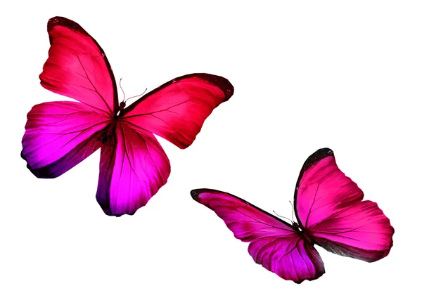 Two color butterflies on white — Stock Photo, Image