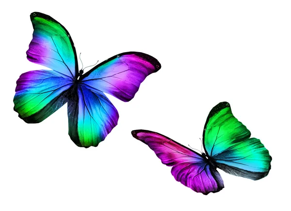 Dos mariposas de color sobre blanco — Foto de Stock