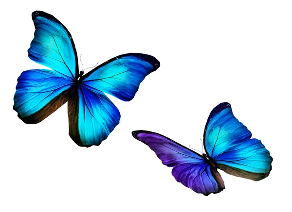 在白色的两个蓝色蝴蝶 — 图库照片