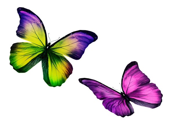 Dva barevné motýly na bílém pozadí — Stock fotografie