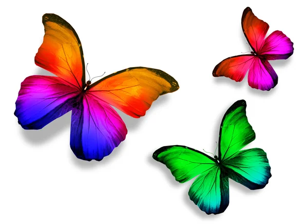 Mariposa de tres colores, aislada sobre fondo blanco — Foto de Stock