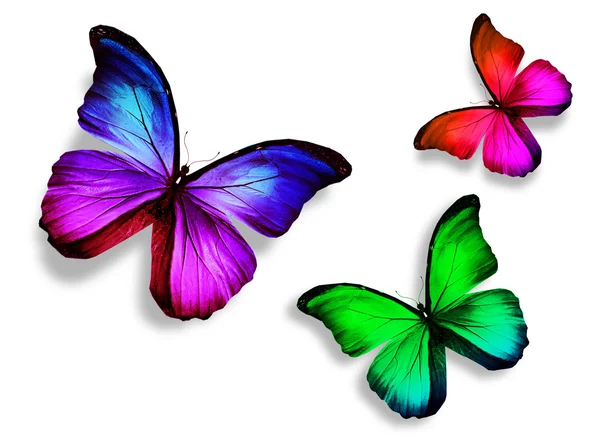 3 色の蝶、白い背景で隔離 — ストック写真
