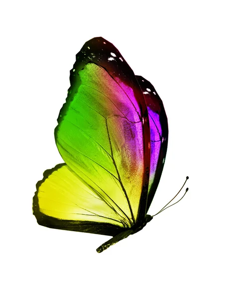 Colore farfalla volante, isolato su bianco — Foto Stock