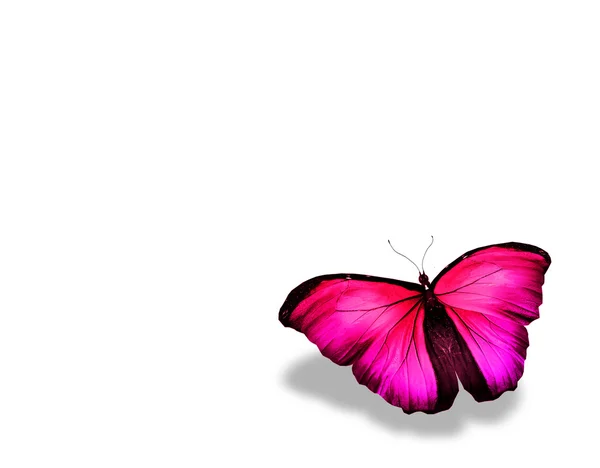 Mariposa rosa brillante, aislada en blanco — Foto de Stock