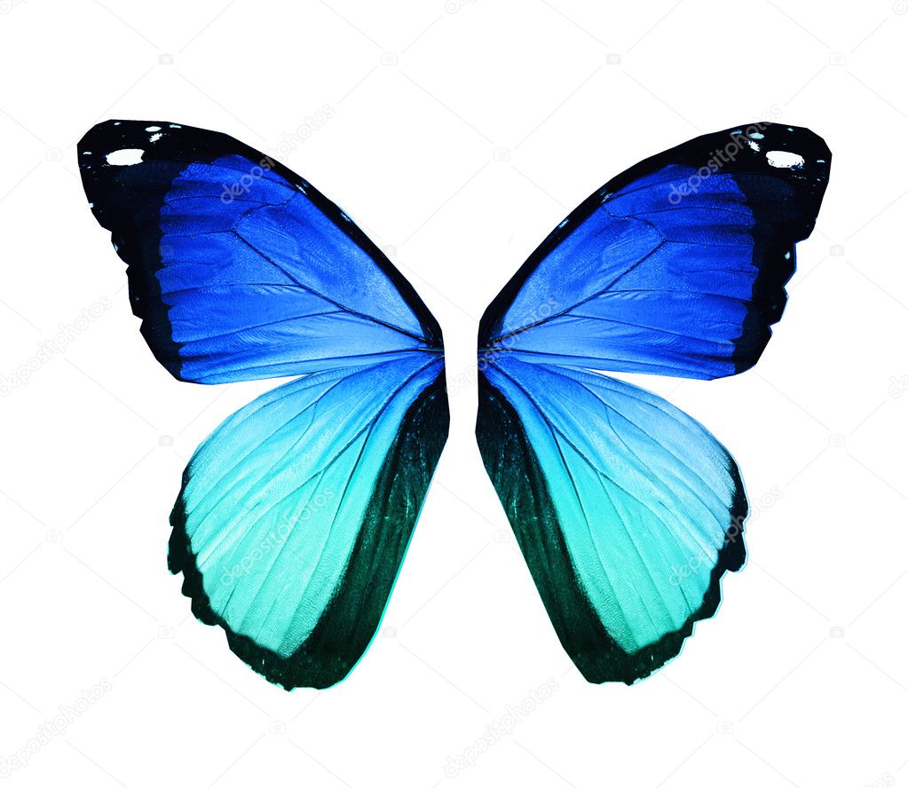 Morpho blue butterfly wings, isolated on white