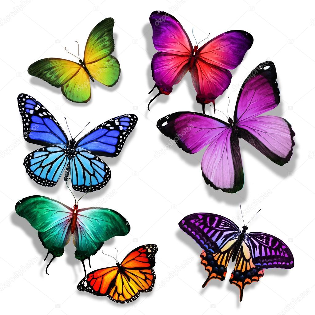 Many different butterflies flying, isolated on white background Stock