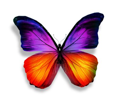 beyaz izole Morfo Menekşe turuncu kelebek