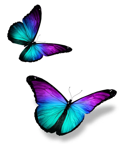 Dos mariposas de color sobre blanco — Foto de Stock