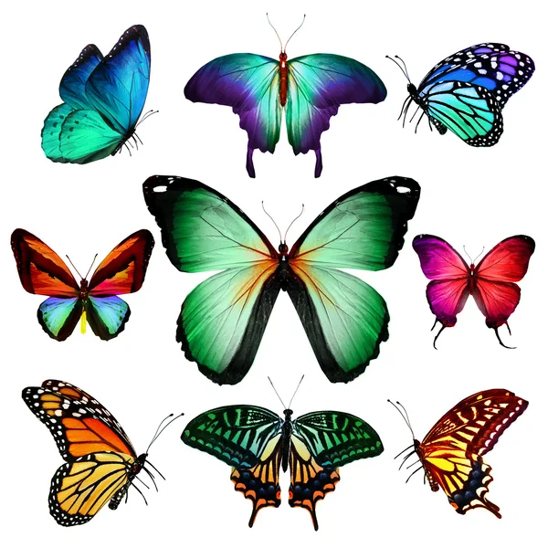 Many different butterflies flying, isolated on white background — Stock Photo, Image