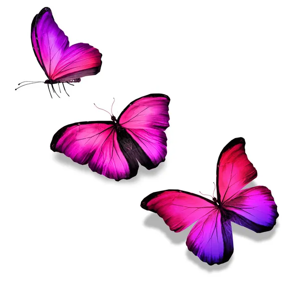 Tři fialové motýly, izolované na bílém — Stock fotografie