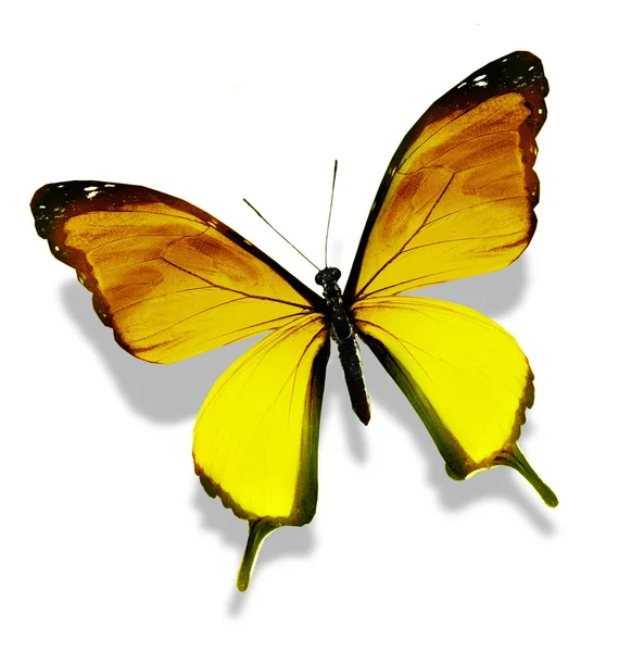 पिवळा तेजस्वी फुलपाखरू, पांढरा वर वेगळे — स्टॉक फोटो, इमेज