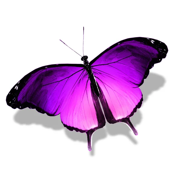 Violet butterfly , isolated on white — Stock Photo, Image