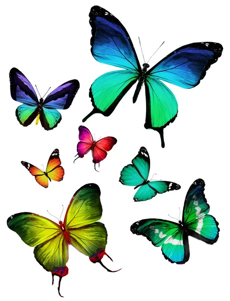 Viele verschiedene Schmetterlinge fliegen, isoliert auf weißem Hintergrund — Stockfoto