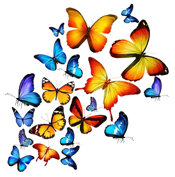 Muitas borboletas diferentes voando, isoladas em fundo branco — Fotografia de Stock