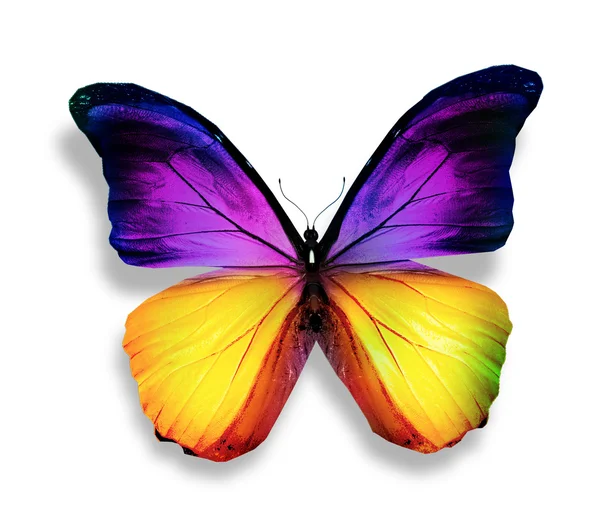 Morpho violet gele vlinder, geïsoleerd op wit — Stockfoto