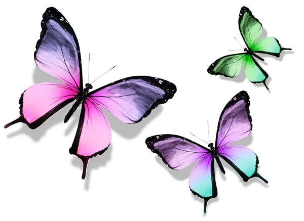 Three color butterflies, isolated on white — Stock Photo, Image