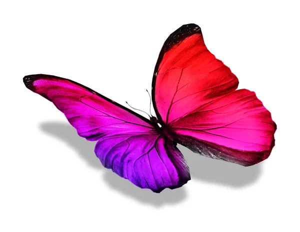Färg fjäril, isolerad på vit — Stockfoto