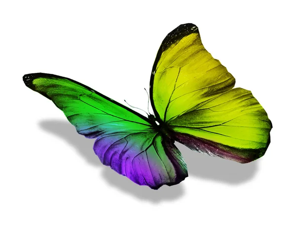 Színes pillangó, elszigetelt fehér — Stock Fotó