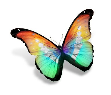 Renk kelebeği, beyaz arkaplanda izole