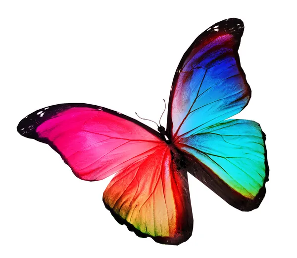 Mariposa de color, aislada en blanco —  Fotos de Stock