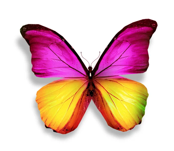 Lila Morpho pillangó, elszigetelt fehér — Stock Fotó