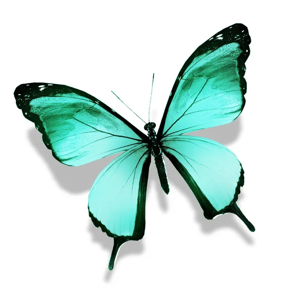 Papillon couleur, isolé sur blanc — Photo