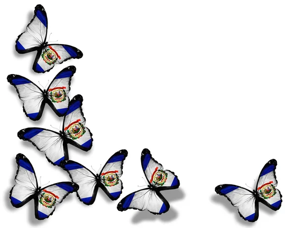 West virginia vlag vlinders, geïsoleerd op witte achtergrond — Stockfoto