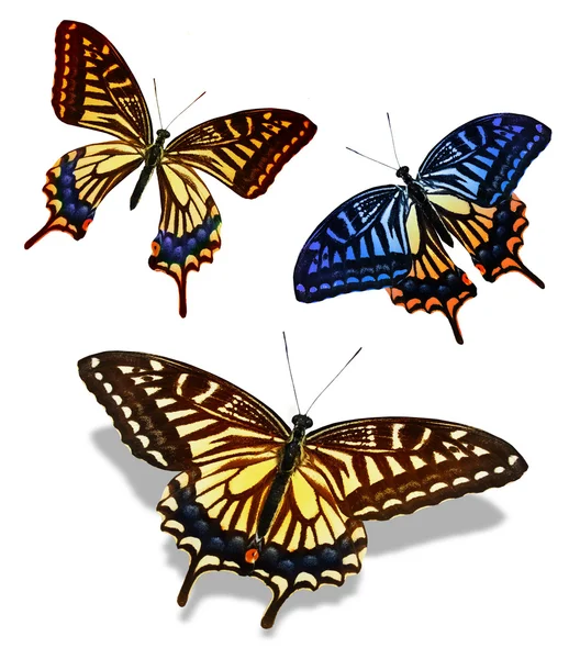 3 色の蝶、白い背景で隔離 — ストック写真