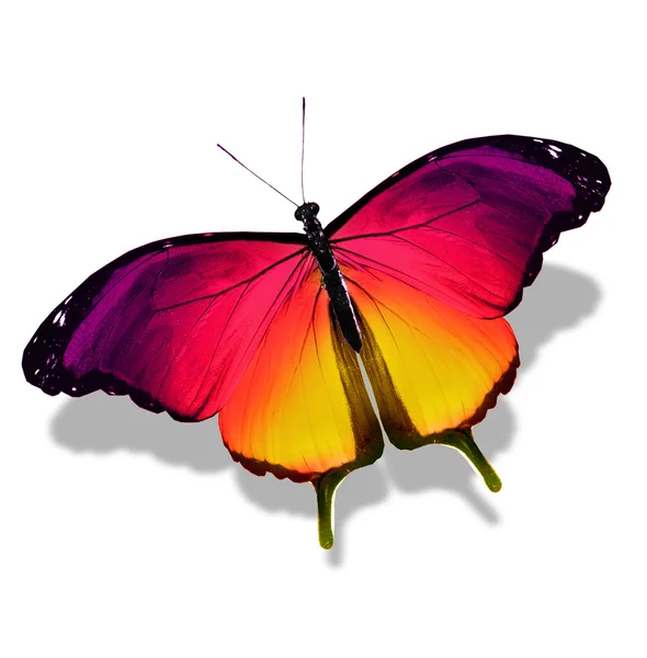 色の蝶、白で隔離されます。 — ストック写真