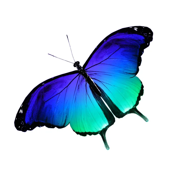 Barevný motýl, izolované na bílém — Stock fotografie