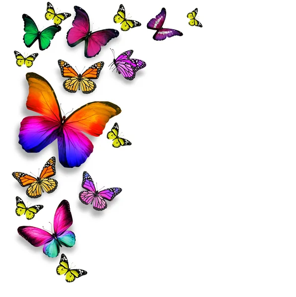 Muitas borboletas diferentes voando, isoladas em fundo branco — Fotografia de Stock