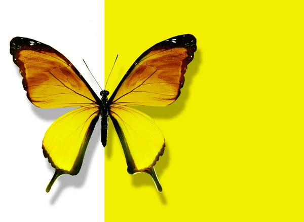Žlutý motýl letí na bílém pozadí žluté — Stock fotografie