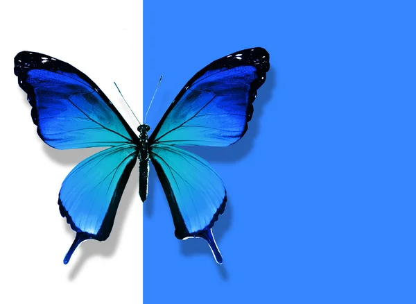 Blauer Schmetterling fliegt auf weißem blauem Hintergrund — Stockfoto