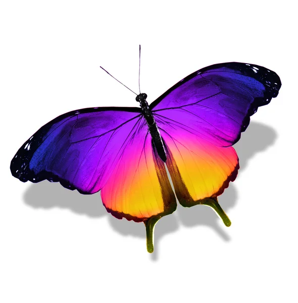 Kleur vlinder, geïsoleerd op wit — Stockfoto