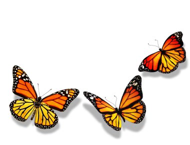 Beyaz arka plan üzerinde izole üç turuncu kelebek