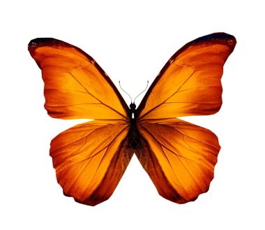 beyaz izole turuncu kelebek